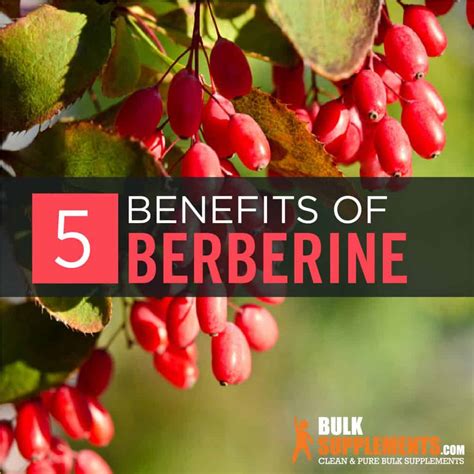 barberry benefits and side effects